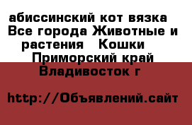 абиссинский кот вязка - Все города Животные и растения » Кошки   . Приморский край,Владивосток г.